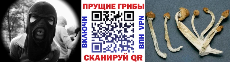 Галлюциногенные грибы Psilocybine cubensis  Купить где  Динская 